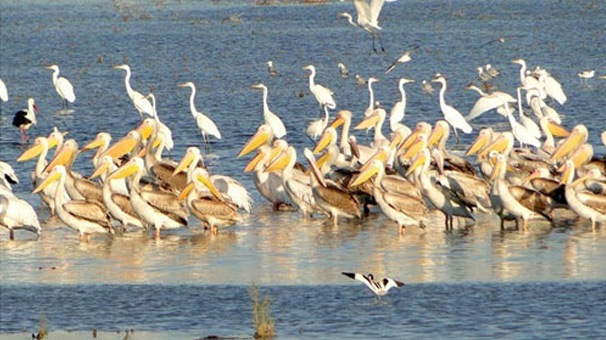 خوزستان محل حضور بیش از ۳۰۰ گونه پرنده مهاجر