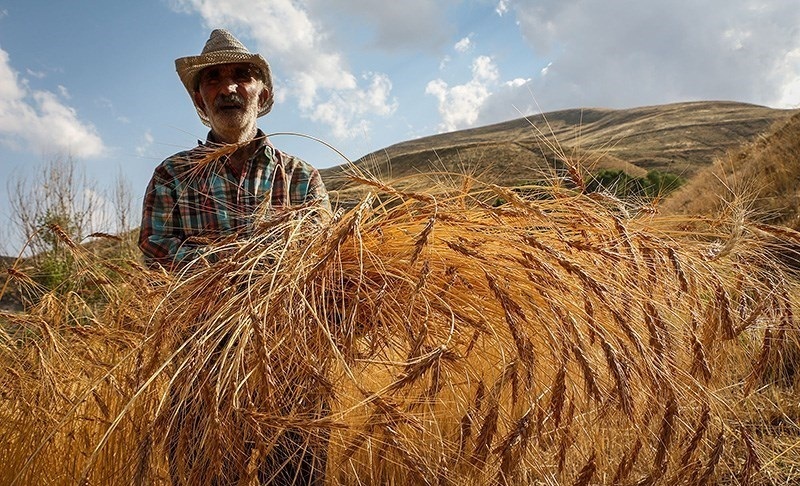 سرپرست جهاد کشاورزی خوزستان خواستار پرداخت مطالبات گندمکاران