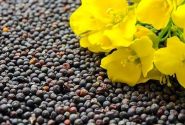 خرید بیش از ۷۰ هزار تن دانه روغنی کلزا در خوزستان