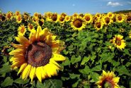 کشت آفتابگردان آجیلی برای نخستین بار در کارون