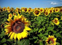 کشت آفتابگردان آجیلی برای نخستین بار در کارون