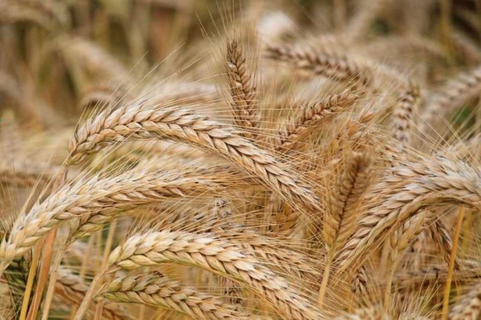 خرید یک میلیون و ۳۳۵ هزار تن گندم در خوزستان