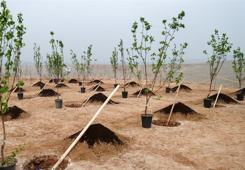 مدیریت ریزگردها در خوزستان با اجرای ۲۷ هزار هکتار درختکاری