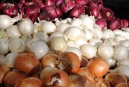 خرید حدود بیش از ۱۳ هزار تن پیاز در خوزستان