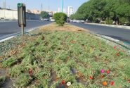 کاشت دو هزار گل ناز هفت رنگ در معابر منطقه ۷ اهواز