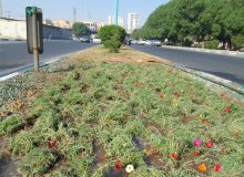 کاشت دو هزار گل ناز هفت رنگ در معابر منطقه ۷ اهواز