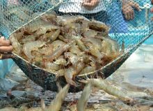 رونق اقتصادی و اشتغالزایی با شتاب در توسعه صنعت میگو در هندیجان