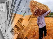 پرداخت ۱۰۰ درصد مطالبات کلزاکاران دزفول