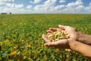 ۱۰۰ هکتار از مزارع اندیمشک زیر کشت سویا