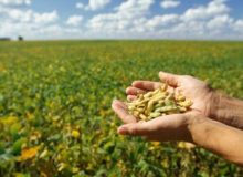 ۱۰۰ هکتار از مزارع اندیمشک زیر کشت سویا