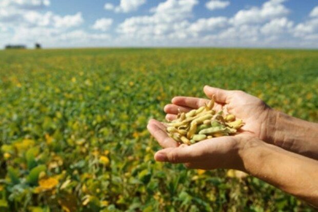 ۱۰۰ هکتار از مزارع اندیمشک زیر کشت سویا