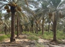 برداشت خرما و رطب از نخلستان‌های خوزستان