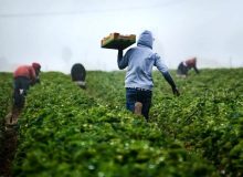 تولید بیش از ۴ میلیون تن محصول در کشت‌های پاییزه خوزستان