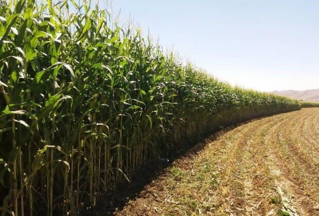 برداشت بیش از یک میلیون تن ذرت علوفهای در شهرستان دزفول