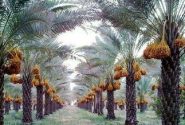 برداشت خرمای استعمران در شهرستان کارون