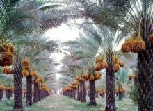 برداشت خرمای استعمران در شهرستان کارون