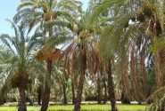 پیش بینی برداشت ۳۰ هزار تن خرما از کارون