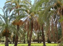 پیش بینی برداشت ۳۰ هزار تن خرما از کارون