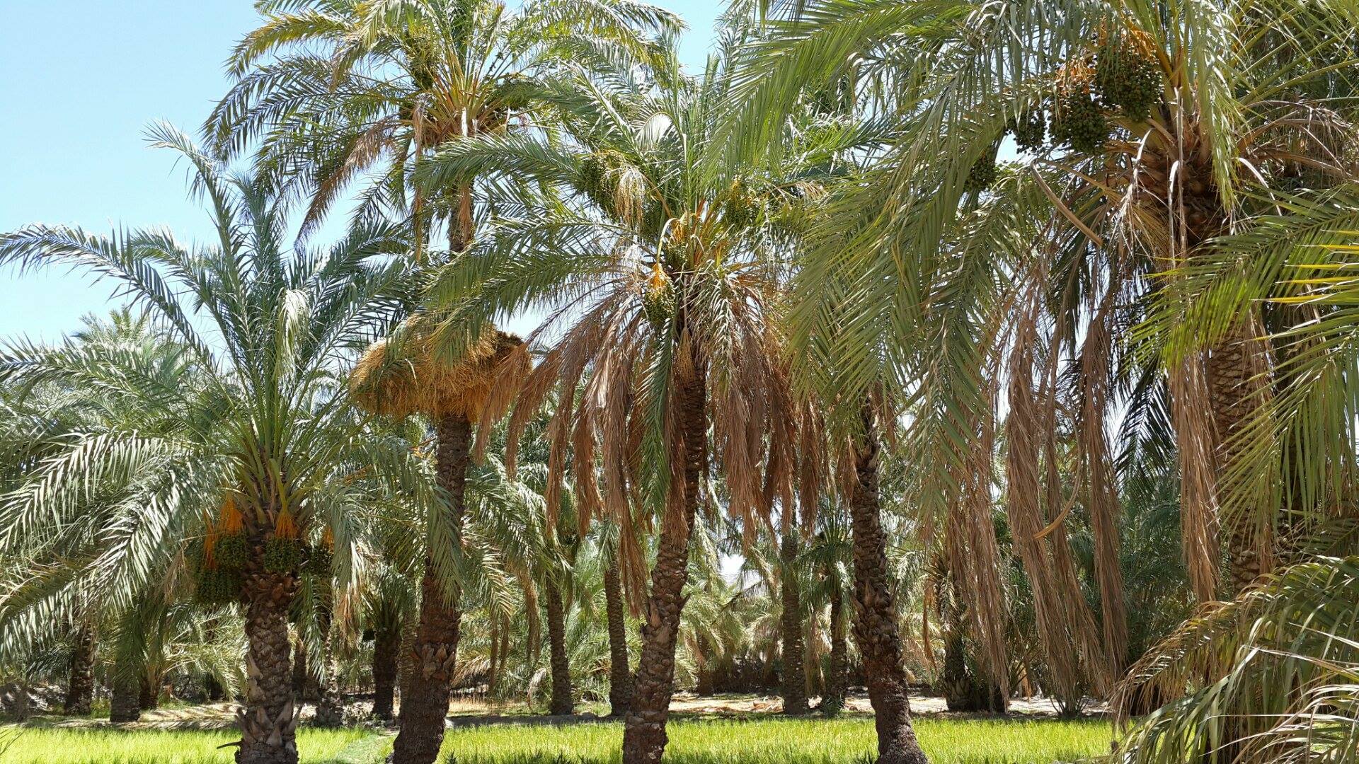 پیش بینی برداشت ۳۰ هزار تن خرما از کارون
