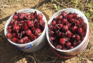 چای ترش یکی از کشت‌های جایگزین در شهرستان کارون