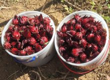 چای ترش یکی از کشت‌های جایگزین در شهرستان کارون