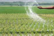 مراجعه کشاورزان خوزستانی به ادارات جهاد کشاورزی برای دریافت کود کشت پاییزه