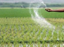 مراجعه کشاورزان خوزستانی به ادارات جهاد کشاورزی برای دریافت کود کشت پاییزه