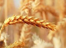 جهش ۵۴ درصدی نفوذ ارقام جدید گندم در مزارع خوزستان