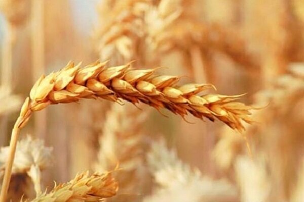 جهش ۵۴ درصدی نفوذ ارقام جدید گندم در مزارع خوزستان