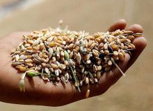 توزیع بذور مصرفی غلات در هندیجان