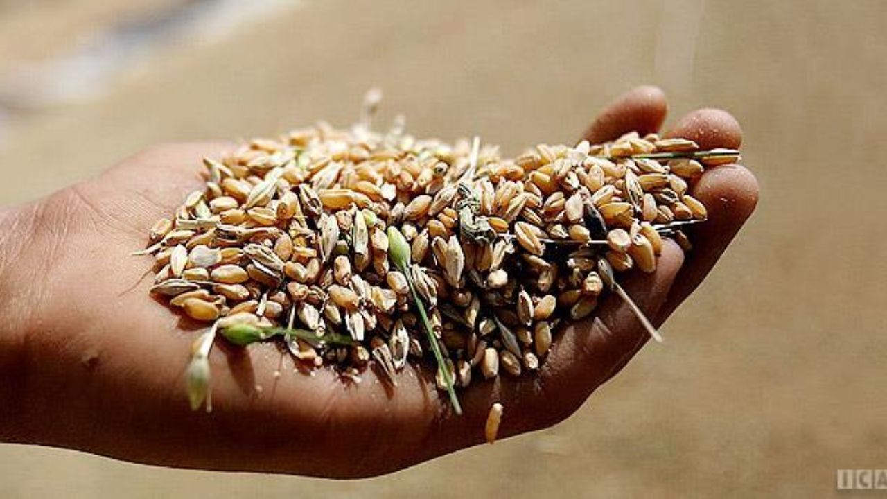 توزیع بذور مصرفی غلات در هندیجان