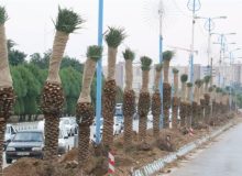 ۸۵۰ نفر نخل در اهواز کاشته می‌شود