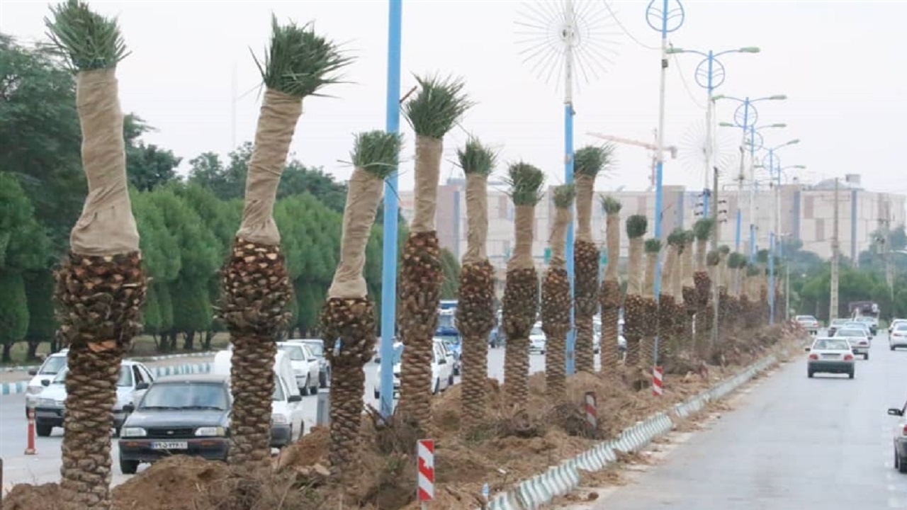 ۸۵۰ نفر نخل در اهواز کاشته میشود