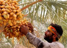 برداشت ۸۵ هزار تن خارک، رطب و خرما از نخیلات خوزستان