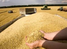 پرداخت مطالبات گندمکاران خوزستانی