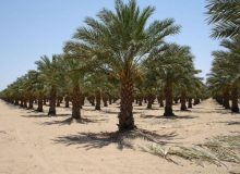 نخل، نماد تاریخ، صبر و استقامت مردم اهواز