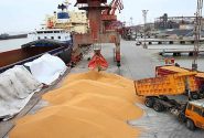 ترخیص بیش از ۲۳۰ هزار تُن نهاده دامی از بنادر و گمرکات بندر امام خمینی