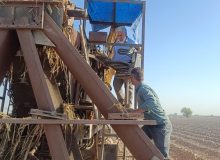 کاشت نیشکر با بهره گیری از دستگاه پلنتر در هفت تپه