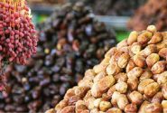 پیش بینی تولید یک میلیون و ۳۰۰ هزارتن خرما در کشور