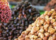 پیش بینی تولید یک میلیون و ۳۰۰ هزارتن خرما در کشور