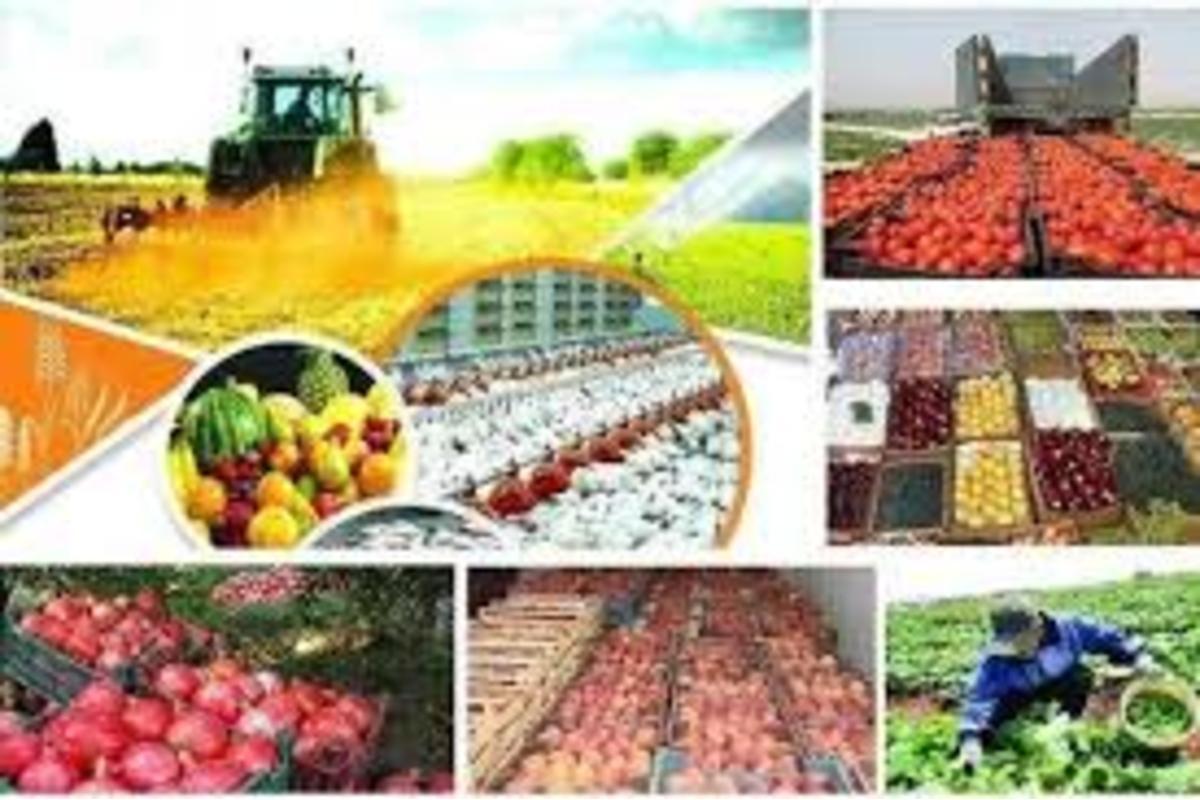 صادرات، کلید توسعه اقتصاد و کشاورزی کشور